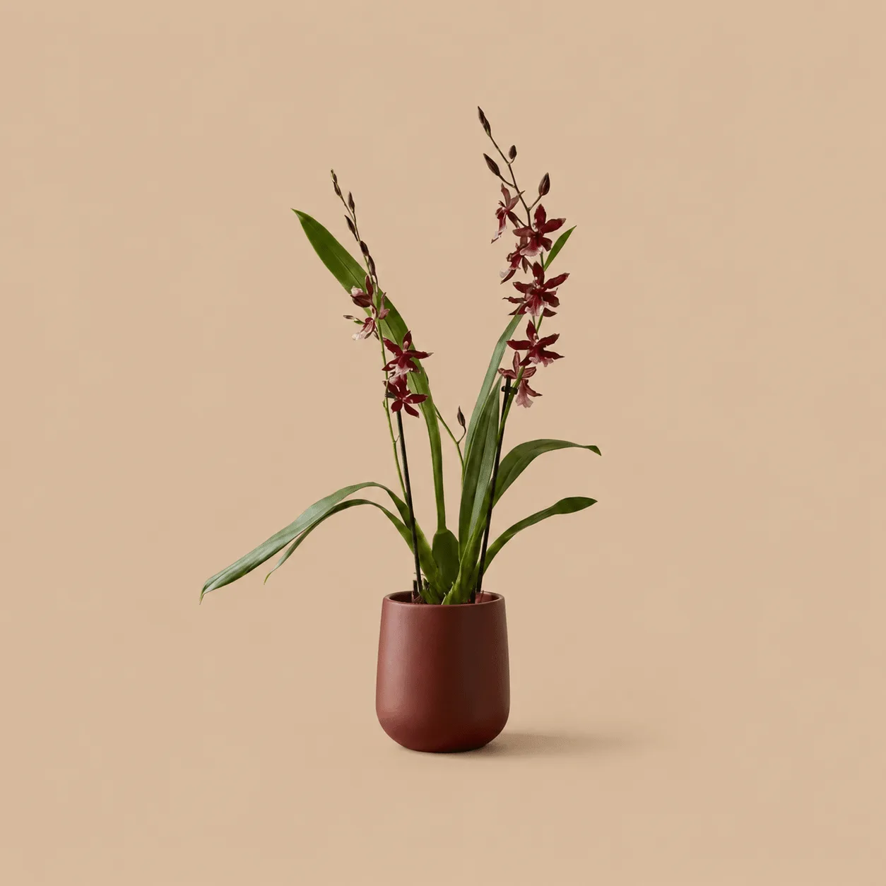 Scented Orchid & Pot: the shop's own photo