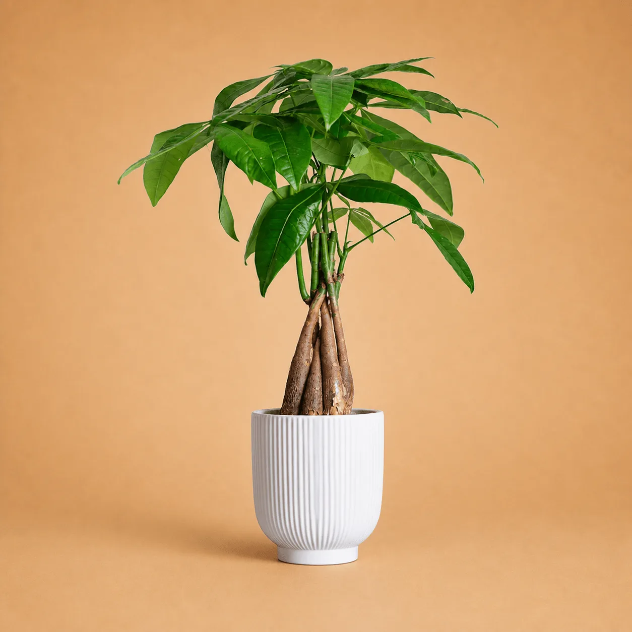 Money Tree Plant in White Pot: the shop's own photo