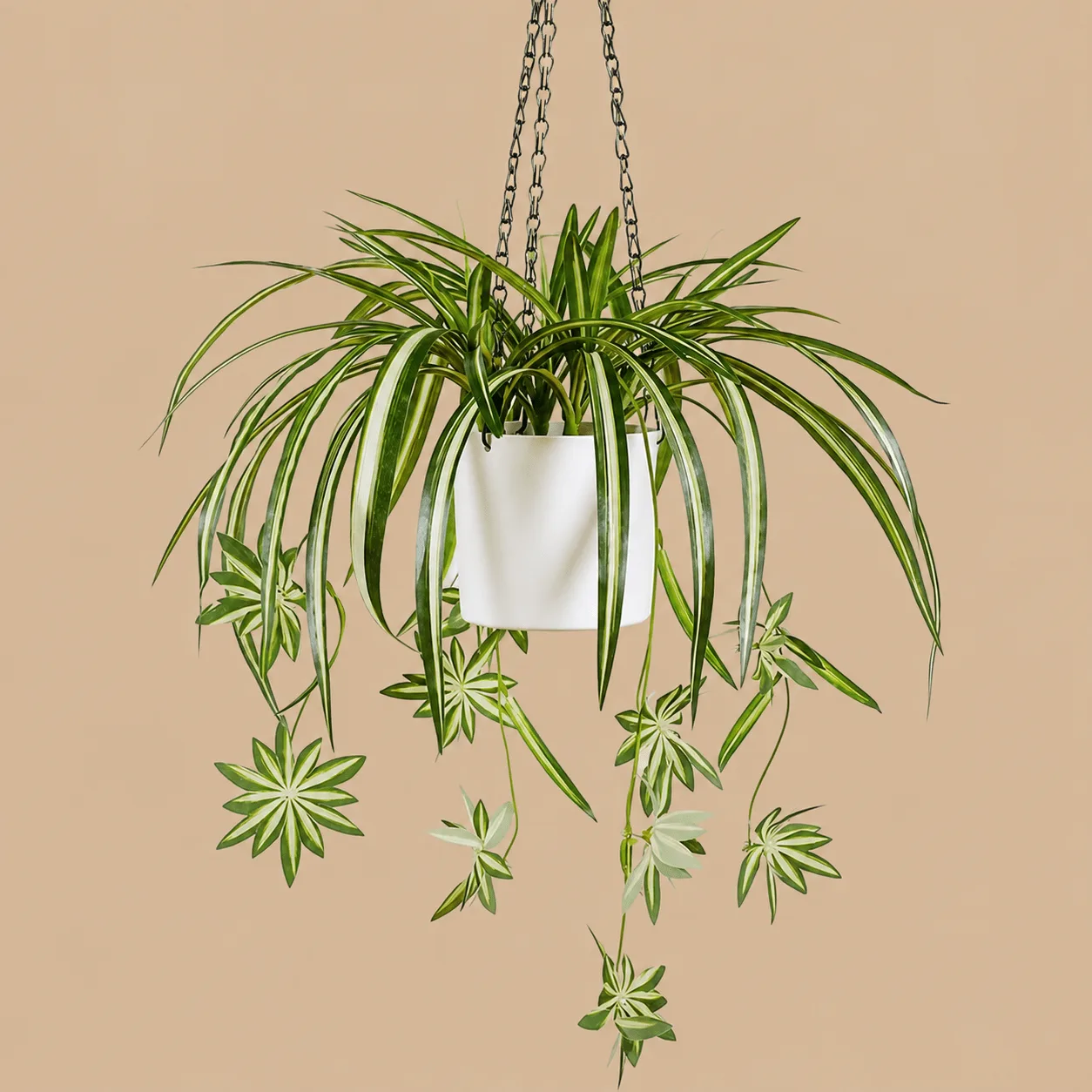 Artificial Hanging Spider Plant: the shop's own photo