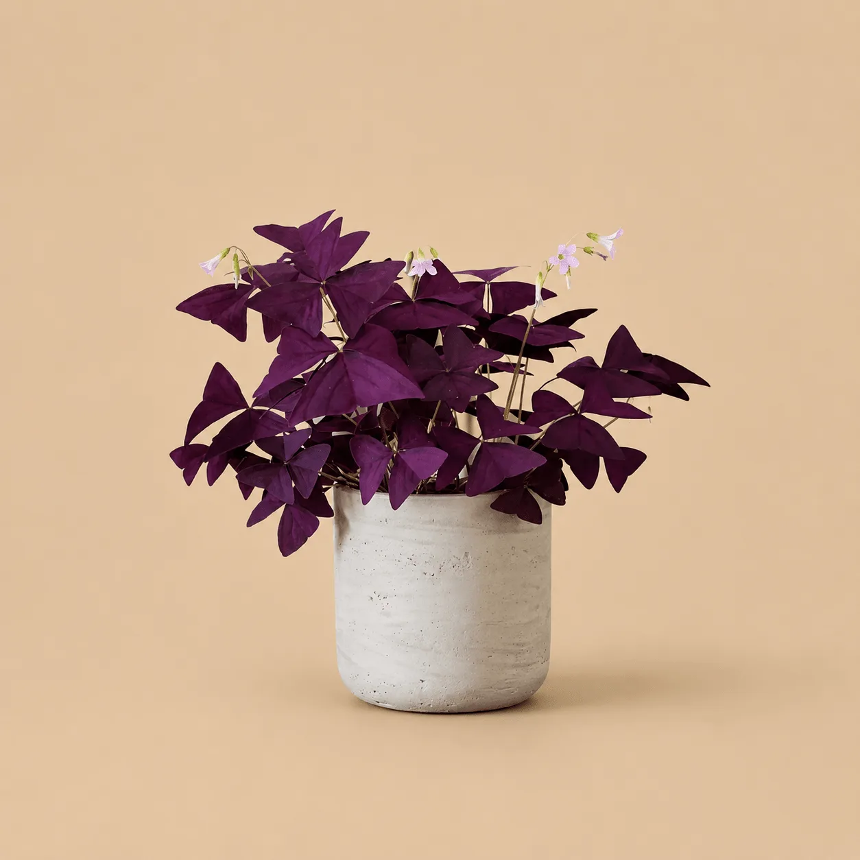 Oxalis Triangularis: the shop's own photo