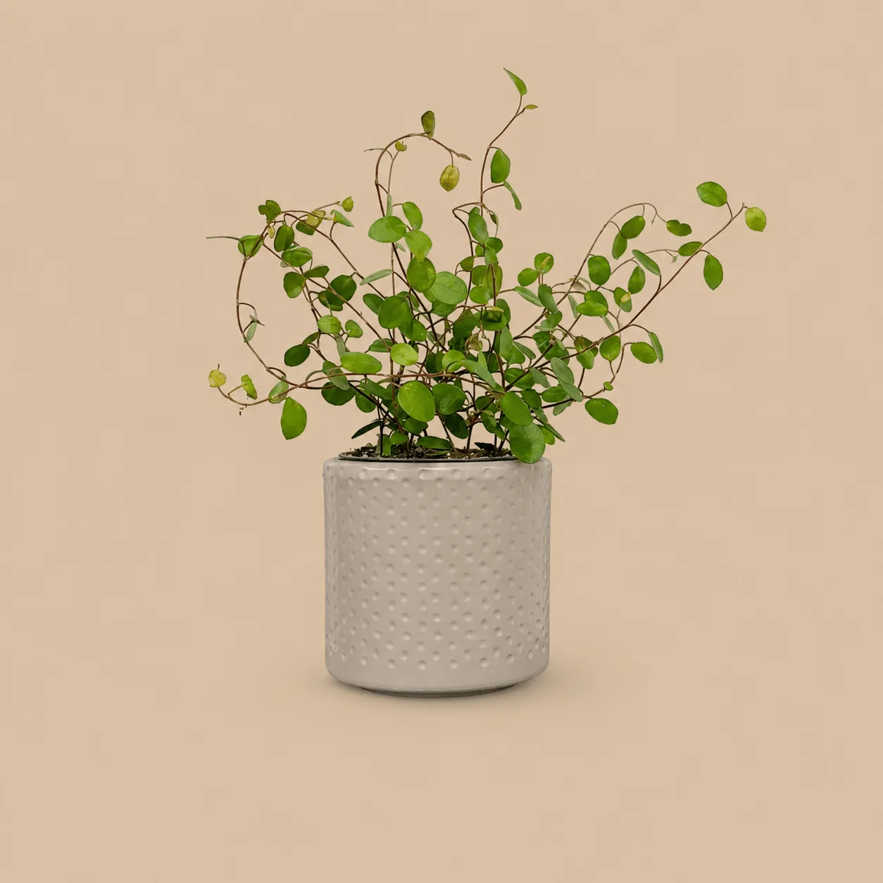 Maidenhair Vine & Pot: the shop's own photo