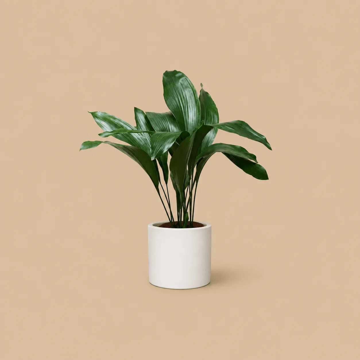 Aspidistra Cast Iron Plant: the shop's own photo