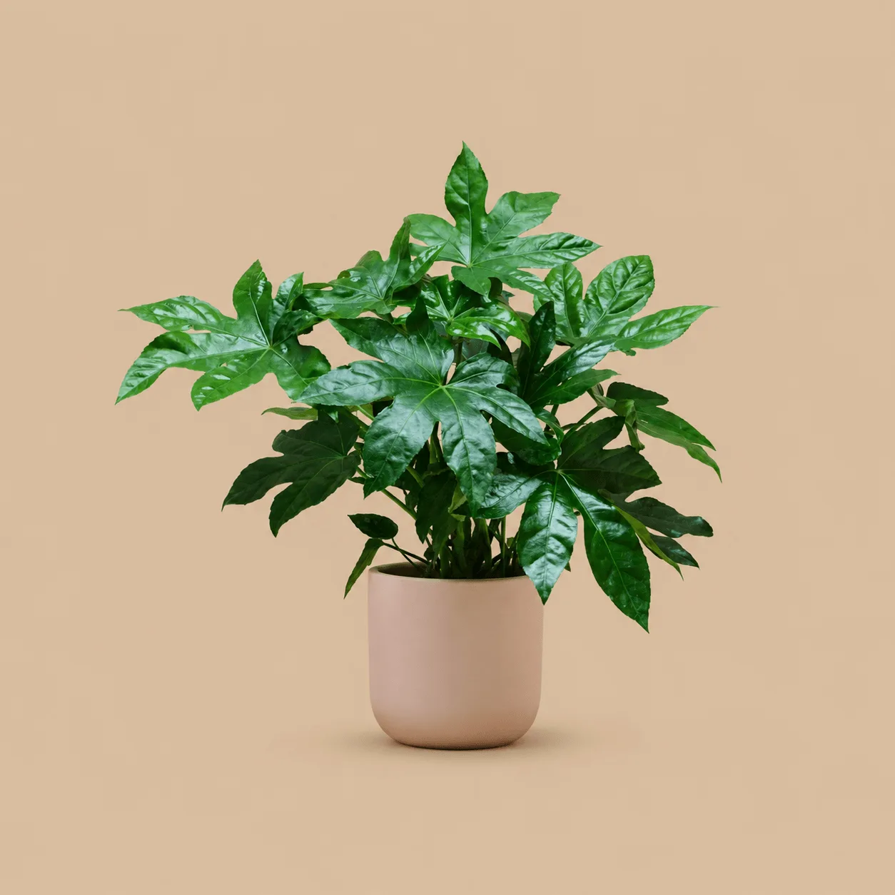 Fatsia Japonica: the shop's own photo