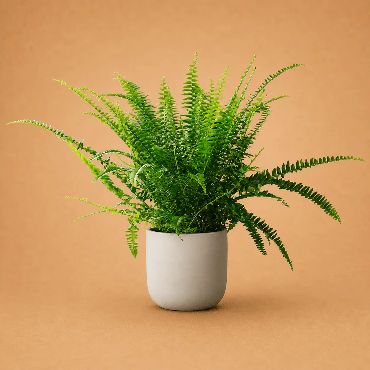 Boston Fern Plant in White Pot: the shop's own photo