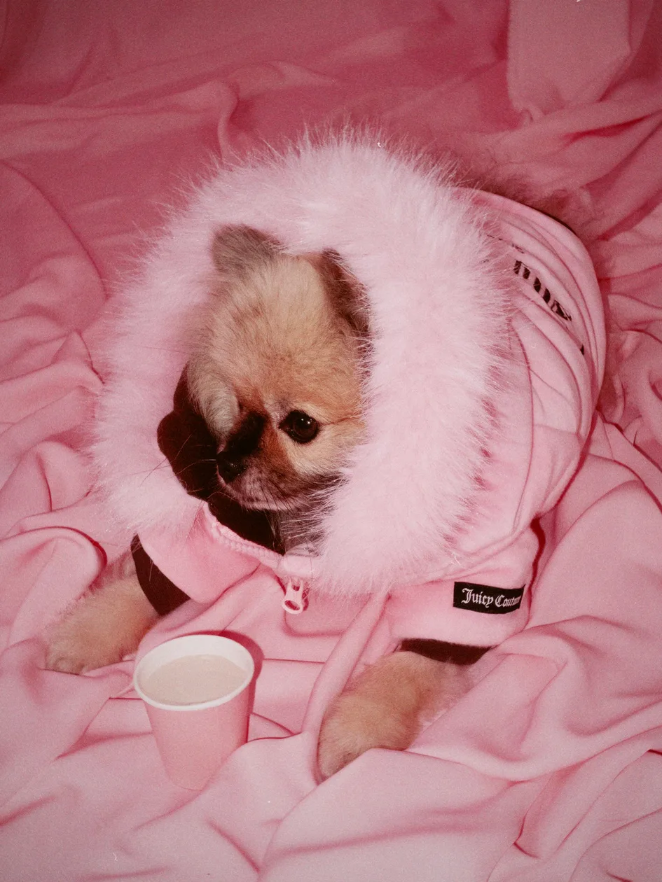 Juicy Pink Pet Puffer Jacket - M / Pink: the shop's own photo