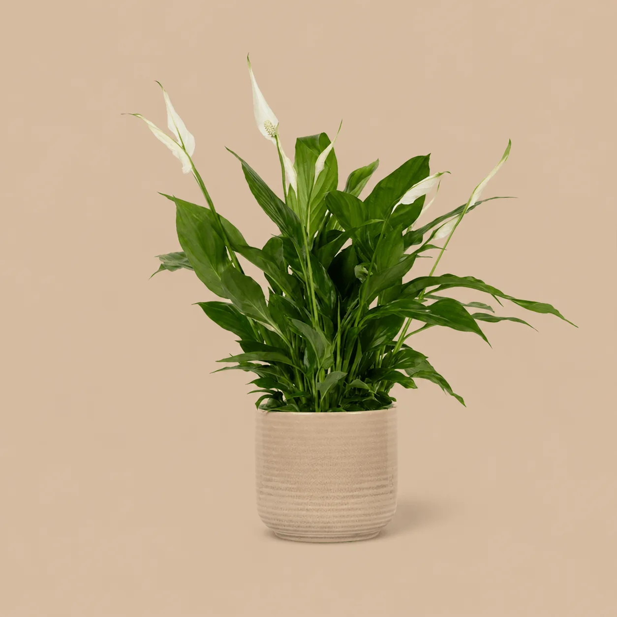 PATCH Pippa Peace Lily: the shop's own photo