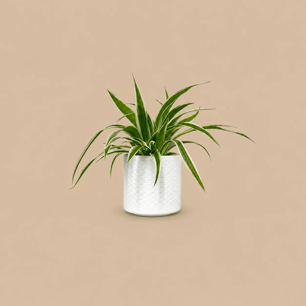 Mini Spider Plant & Pot: the shop's own photo
