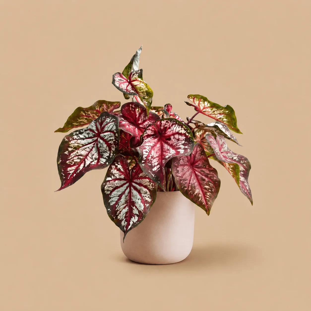 Caladium Bicolour: the shop's own photo