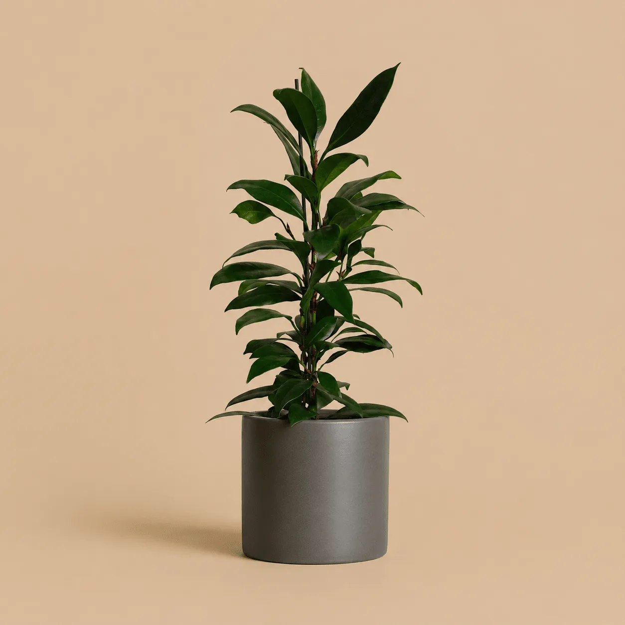 African Fig: the shop's own photo
