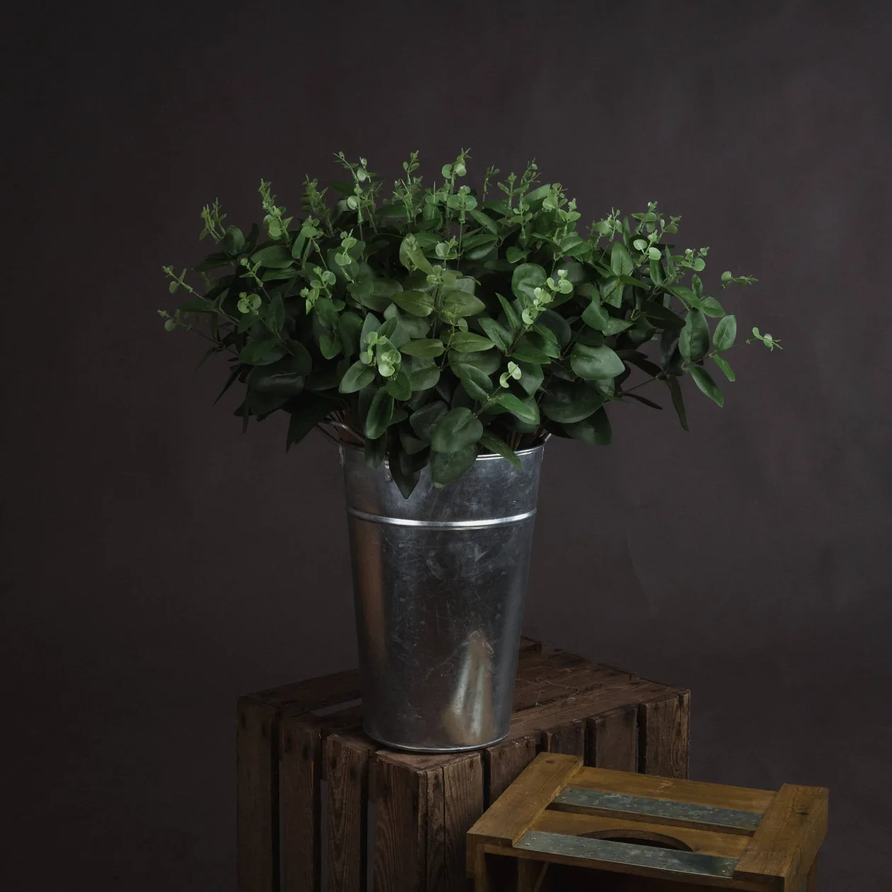Cineraria Eucalyptus Spray: the shop's own photo