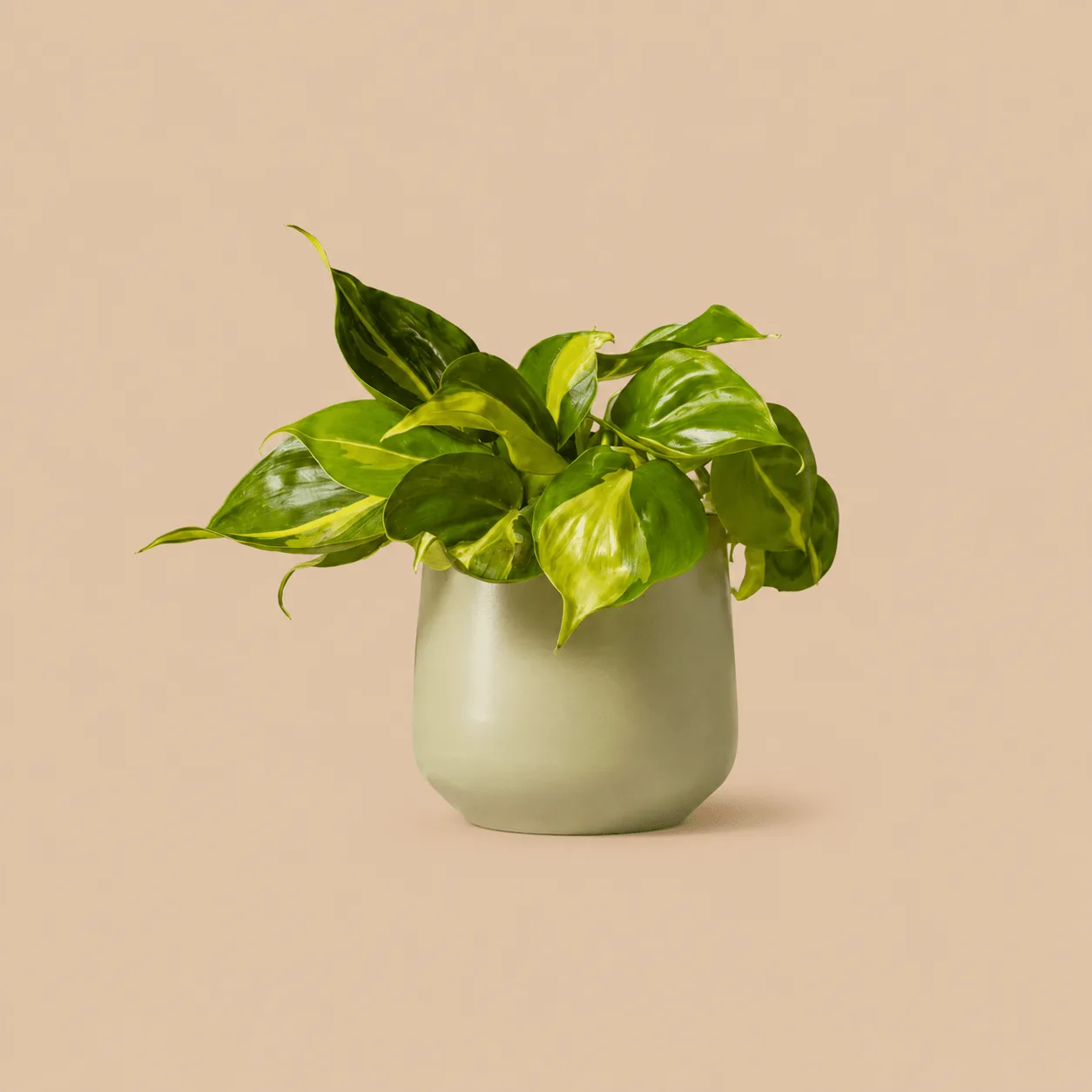 Philodendron Brasil: the shop's own photo