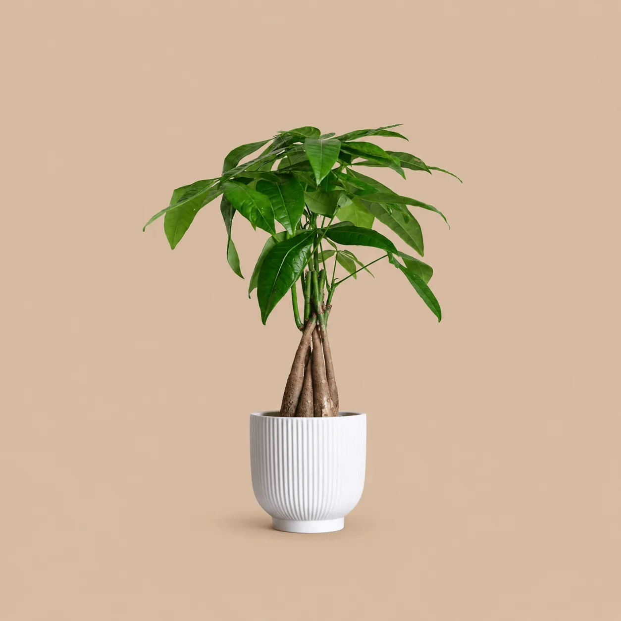 Money Tree & Ceramic Pot: the shop's own photo