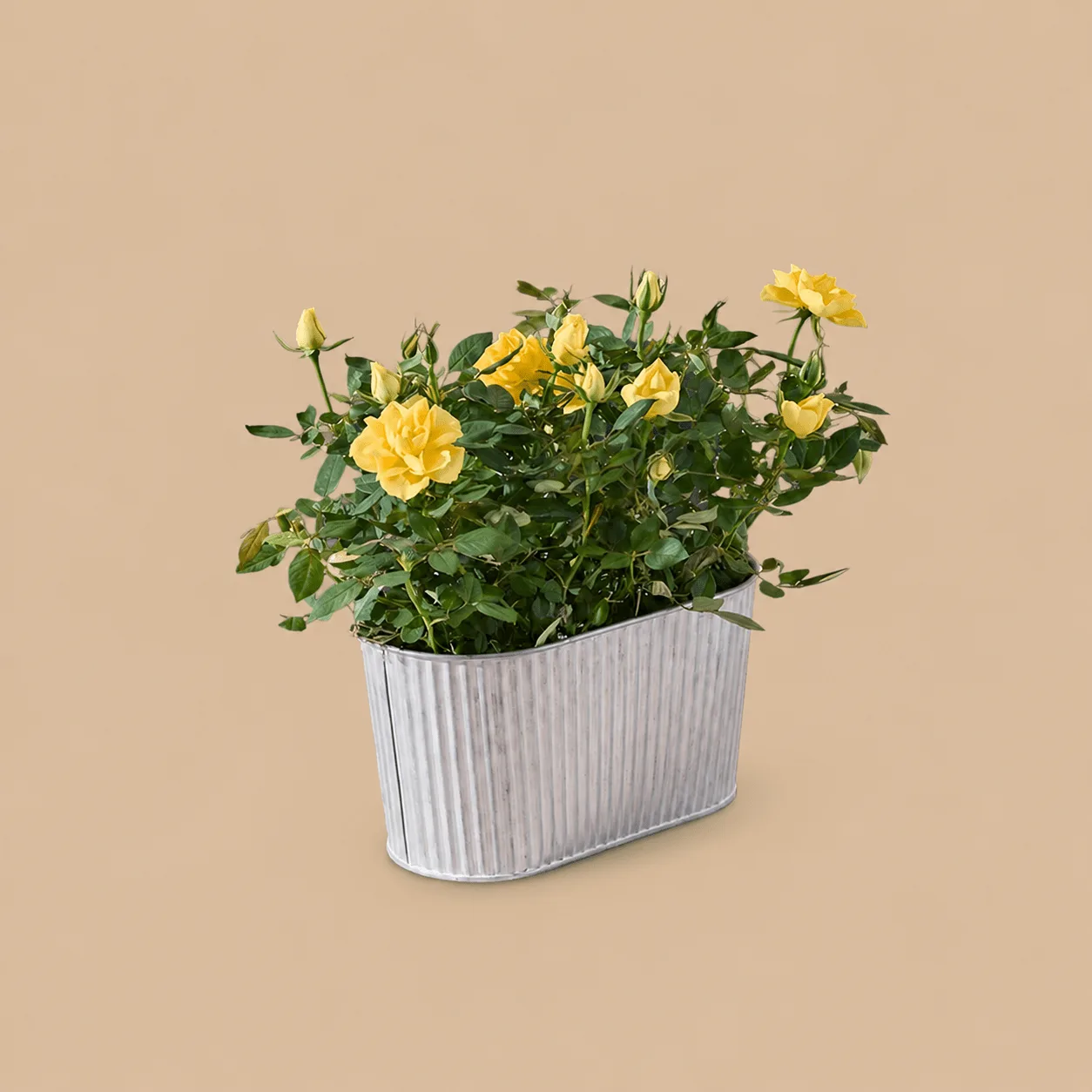 The Sunshine Rose Planter: the shop's own photo