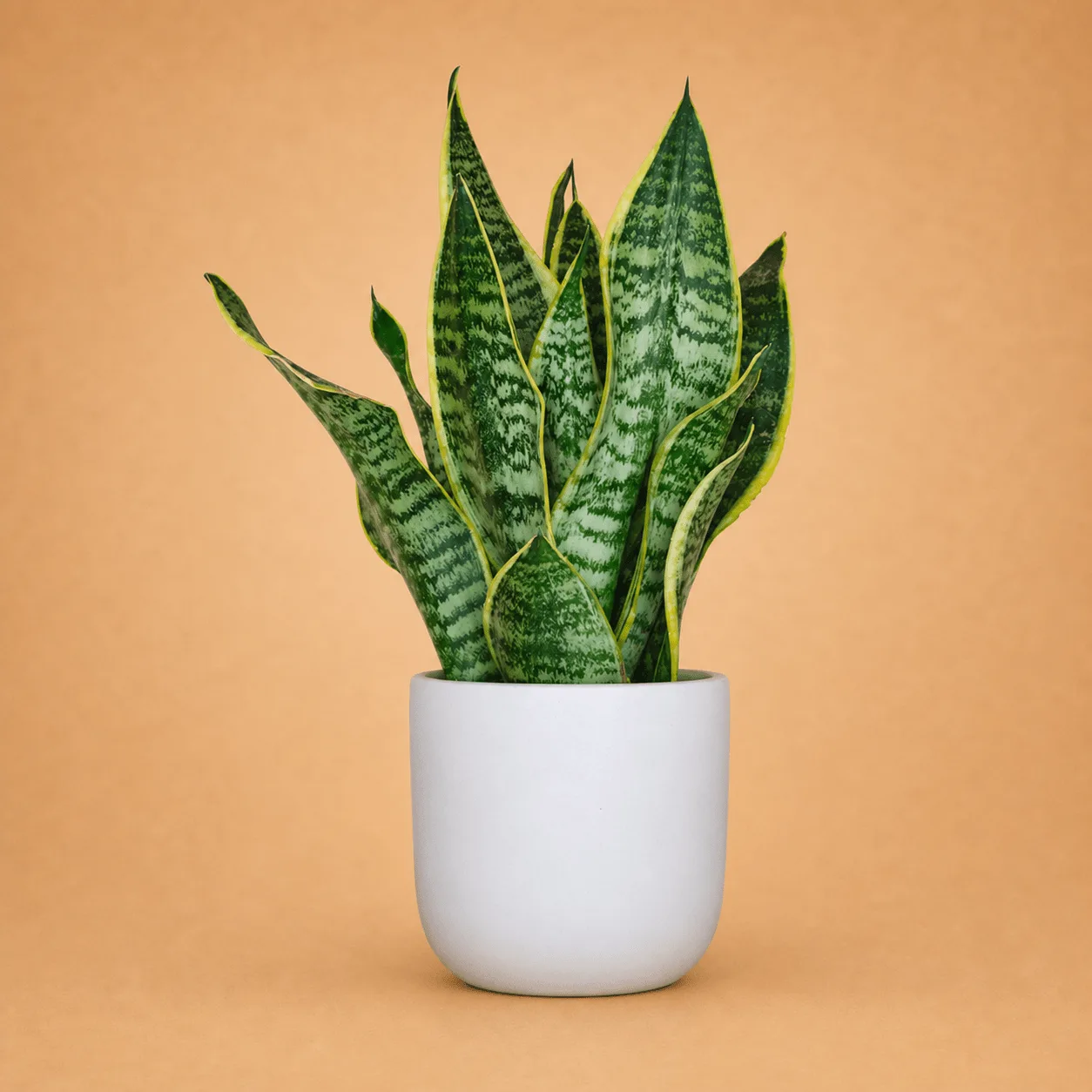 Snake Plant in White Pot: the shop's own photo